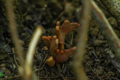 Trichoderma cornu-damae