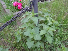 Urtica sondenii