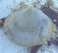 Semele