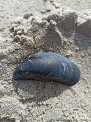 Mytilus edulis
