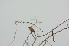 Prinia sylvatica