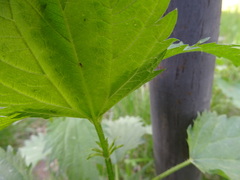 Urtica sondenii