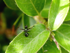 Rivellia syngenesiae