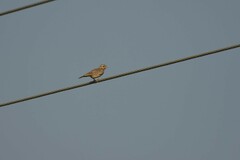 Mirafra erythroptera