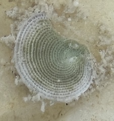Archaias angulatus