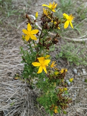 Hypericum perforatum