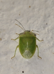 Acrosternum millierei