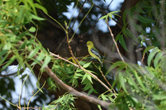 Aegithina nigrolutea