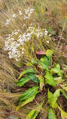 Senecio doria