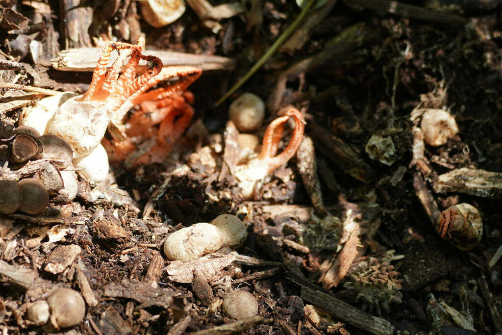 Pseudocolus fusiformis · September 2022 · photo: © tbc_watanabe (iNaturalist, cc-by)