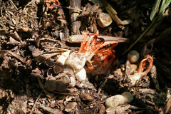 Pseudocolus fusiformis
