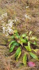 Senecio doria
