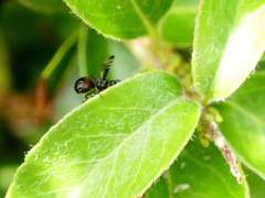 Rivellia syngenesiae