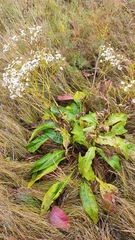 Senecio doria