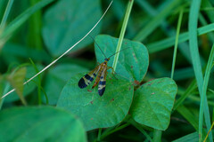 Panorpa japonica
