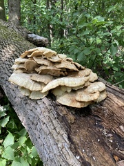 Climacodon septentrionalis