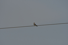 Hirundo smithii