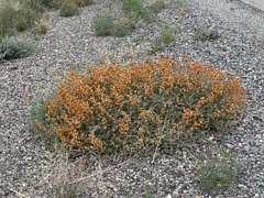 Swainsona stipularis