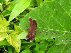 Neurothemis terminata