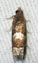 Eucosma parmatana