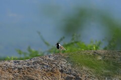 Vanellus indicus