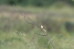 Prinia lepida