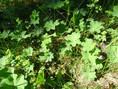 Alchemilla subcrenata