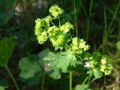 Alchemilla subcrenata