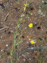 Erysimum canum