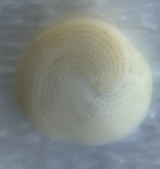 Archaias angulatus