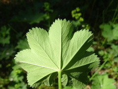 Alchemilla subcrenata