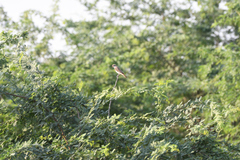 Lanius phoenicuroides