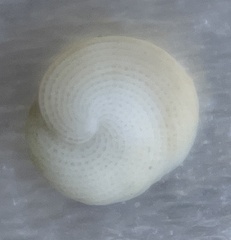 Archaias angulatus