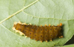 Trypanophora semihyalina