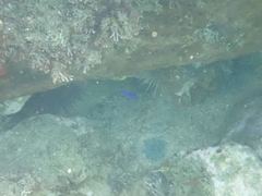 Mecaenichthys immaculatus