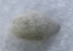 Bulla occidentalis