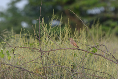 Cercotrichas galactotes