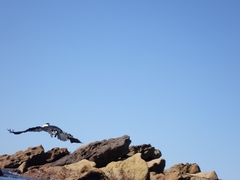 Phalacrocorax varius