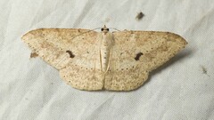 Ennominae