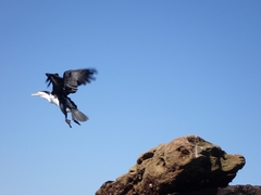 Phalacrocorax varius