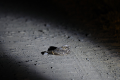 Caprimulgus asiaticus