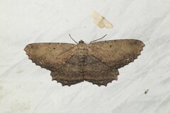 Geometridae