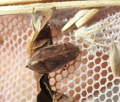 Lepyronia coleoptrata