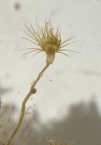 Myrionema amboinense