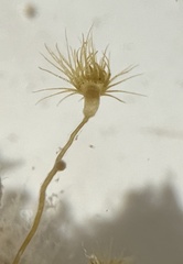 Myrionema amboinense