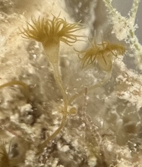 Myrionema amboinense