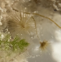 Myrionema amboinense