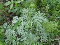 Artemisia sieversiana
