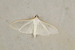 Palpita