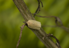 Lepidoptera